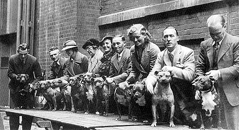 Staffordshire Bull Terrier History