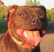 Gladius Nemesis Staffordshire Bull Terrier