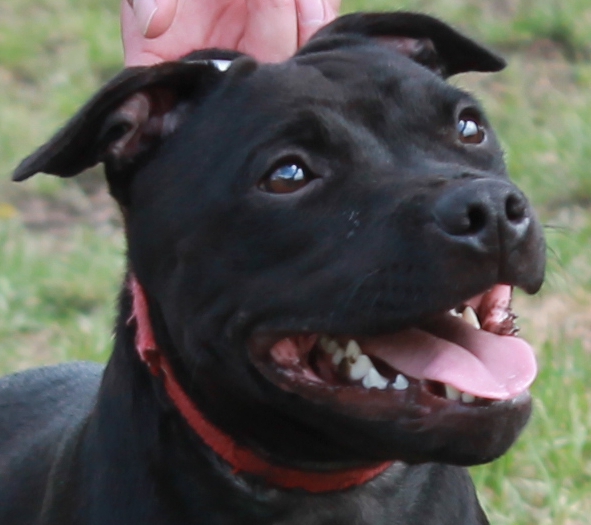 Gladius Princesse Glad Staffordshire Bull Terrier